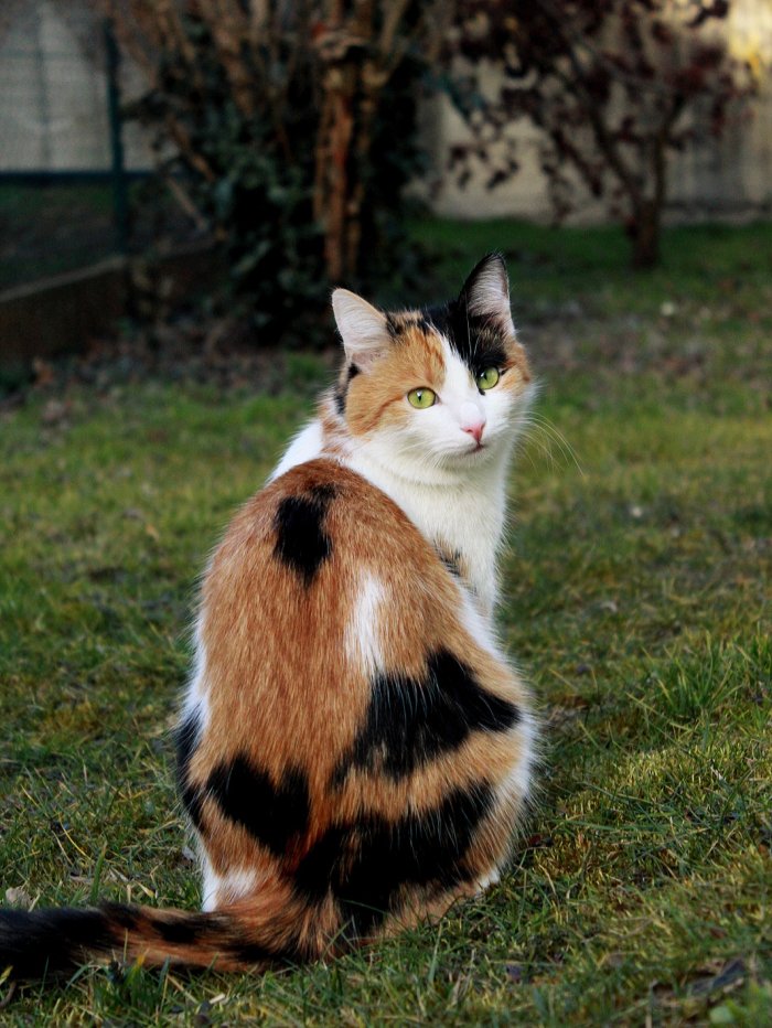 Cookie 250409-212711